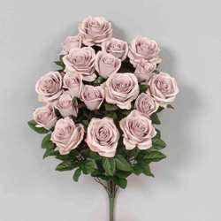 Dust Mauve Rose Bush