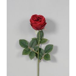 Dark Red Austin Rose Long Stem Rose