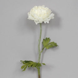 Cream Ranunculus