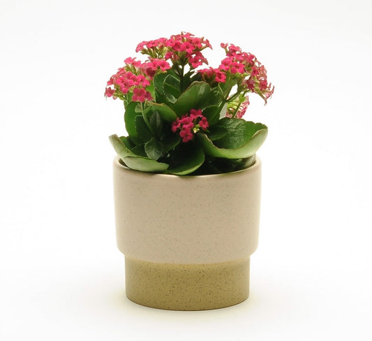 Blush Pink Pot