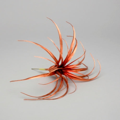 Metallic Tillandsia- Bronze