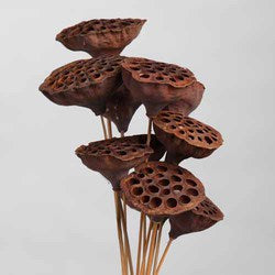 Natural Brown Pods