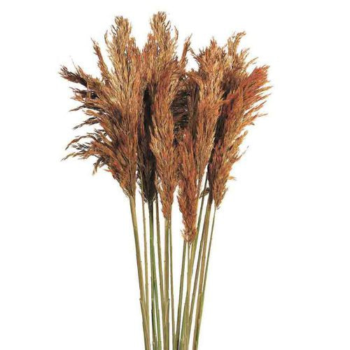 Brown/Autumn Pampas Grass/Plume Reed