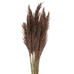 Brown/Autumn Pampas Grass/Plume Reed