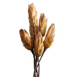 Gold Dried 9"-12"H Protea Flower Stems