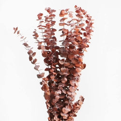 Preserved Frosted Autumn Mix Eucalyptus