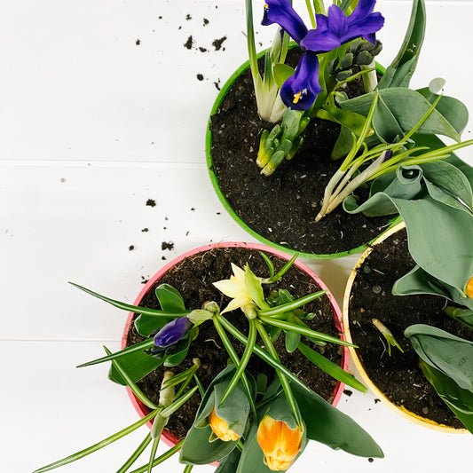 Spring Bulb Dish Gardens