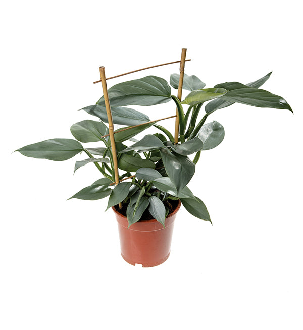 Gray Philodendron