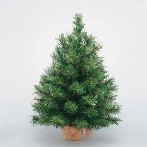 Oregon Pine Tree with Burlap Base