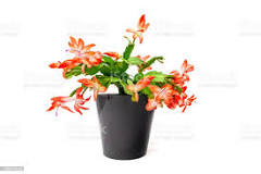 Christmas Cactus Zygo- Schlumbergera Truncata