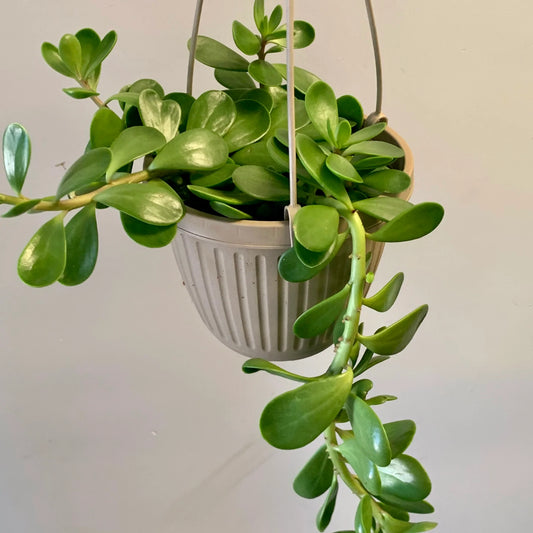 Trailing Jade- Senecio