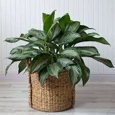 Chinese Evergreen- Silver Bay