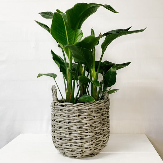 Bird of Paradise/Whitebird