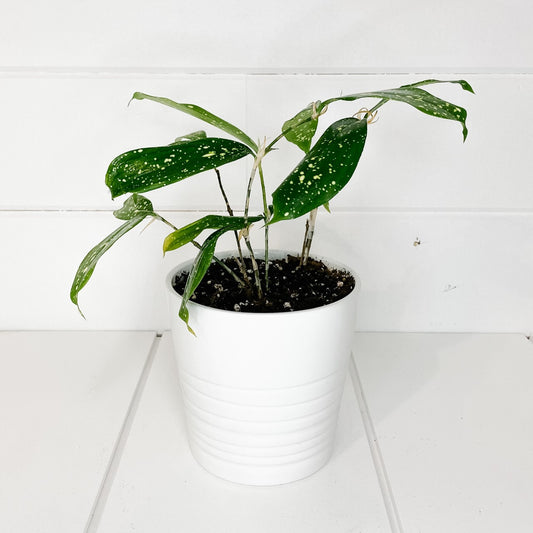 4" Dracena Florida Beauty