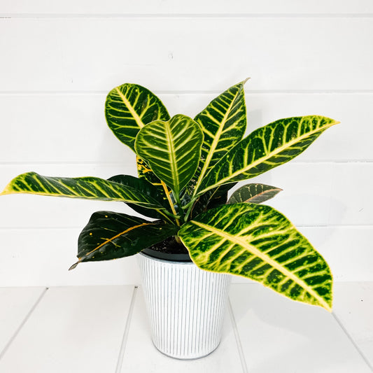 6" Croton