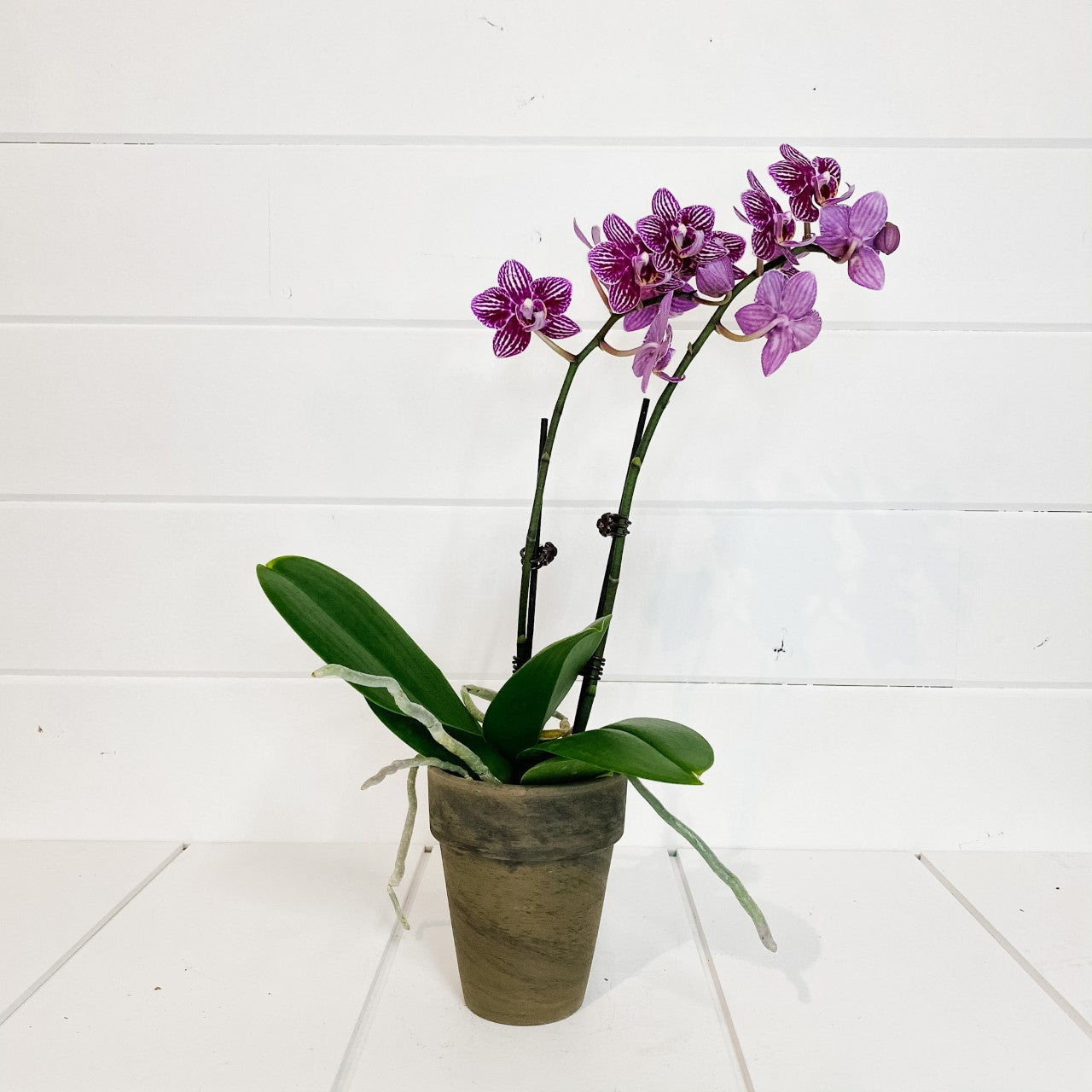 Double Spike Orchid - Purple or Blue