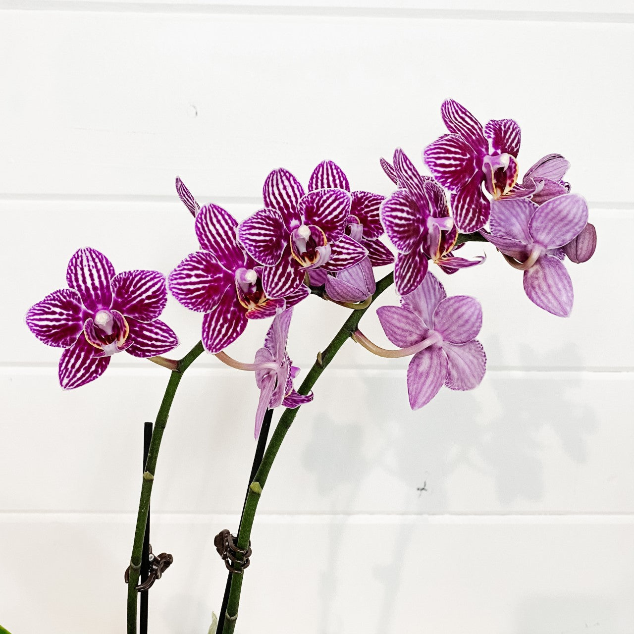 Double Spike Orchid - Purple or Blue
