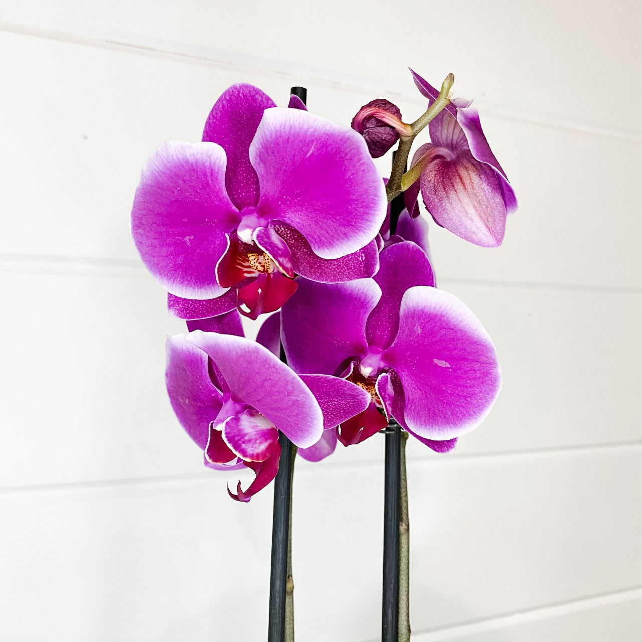Double Spike Phalaenopsis Orchid