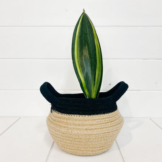 6" Sansevieria Masoniana 'Whale Fin'