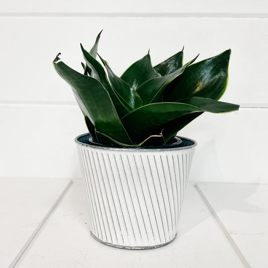 Sansevieria Birdsnest- Assorted