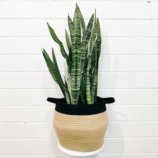 Sansevieria Assorted