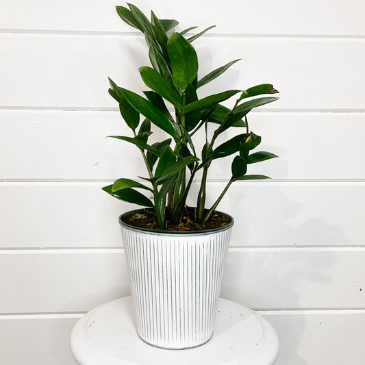 Zamioculcas Zamiifolia "ZZ Plant" - Three sizes