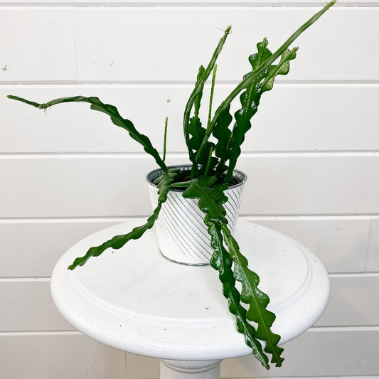 Fishbone Cactus - multiple sizes
