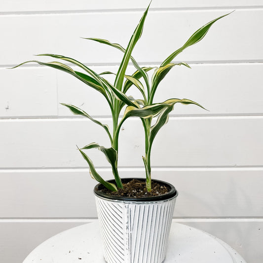 4" Dracaena Sanderiana White "Ribbon Plant"