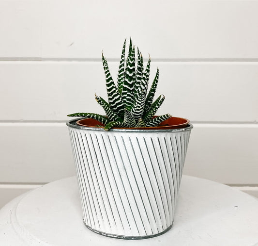 Haworthia