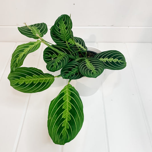 Prayer Plant