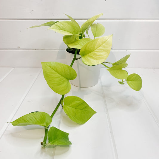 Neon Pothos