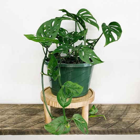 Monstera Adansonii / Swiss Cheese / Monkey Mask - Two Sizes