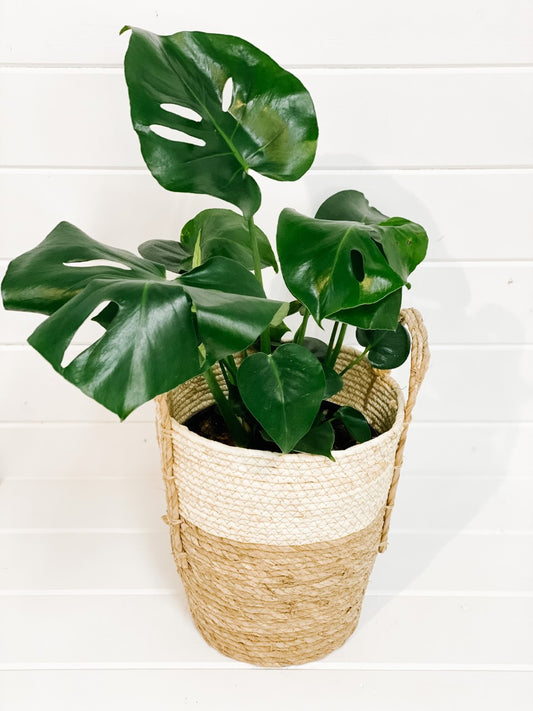 Philodendron Monstera Deliciosa -Split Leaf