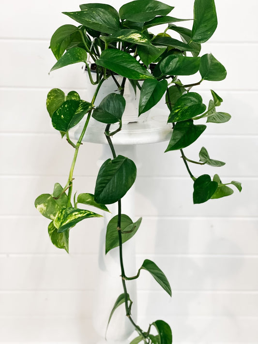 Pothos- Golden Scindapsus
