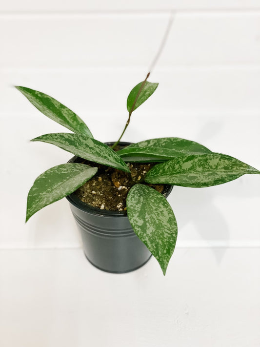 Hoya Wax Plant Publicalyx