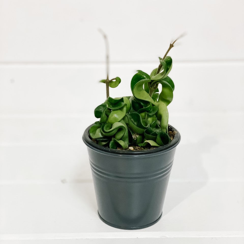 Hoya Carnosa Compacta- Rope Hoya