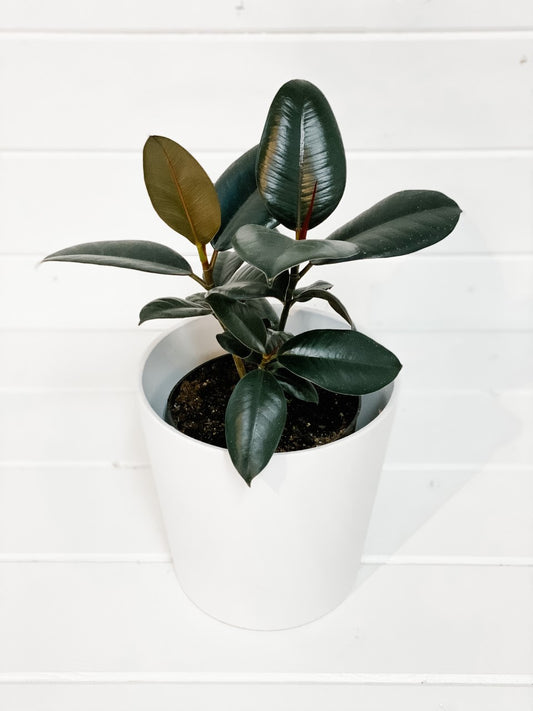 Rubber Plant Burgundy - Assorted Sizes