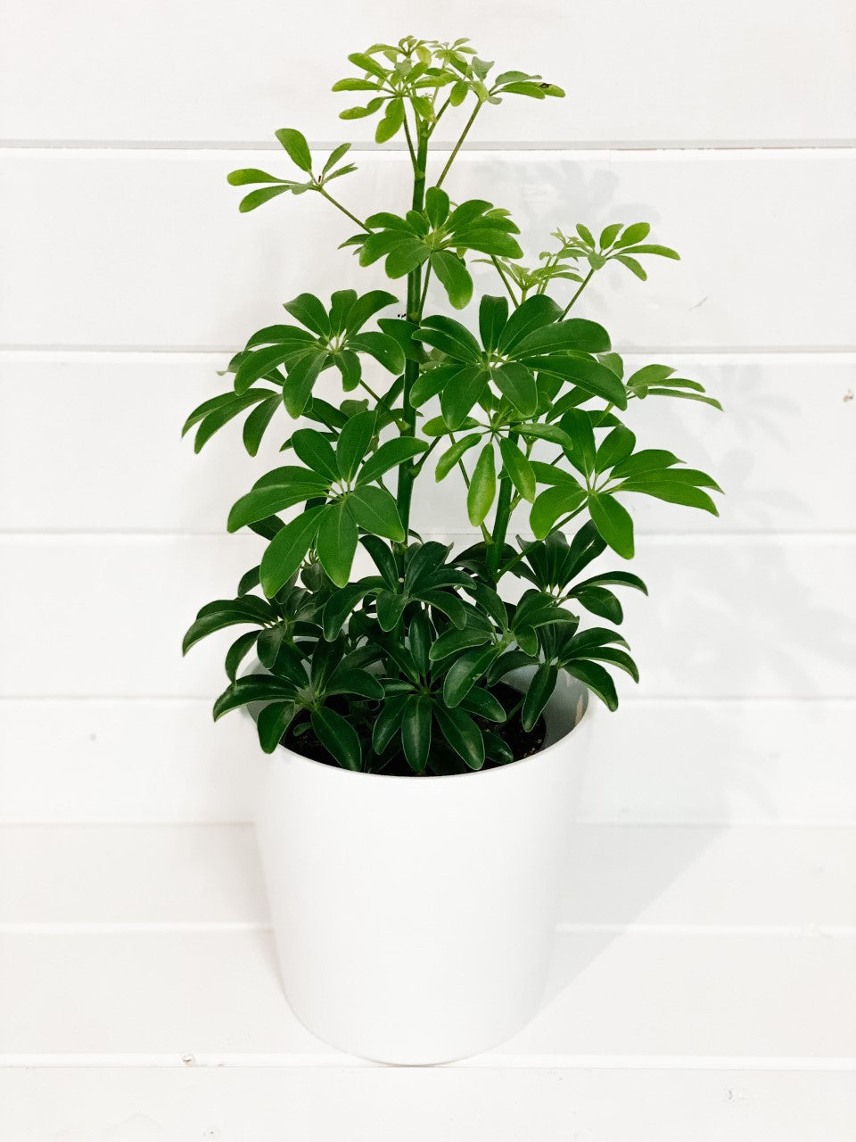 Umbrella Tree "Schefflerea Arboricola"