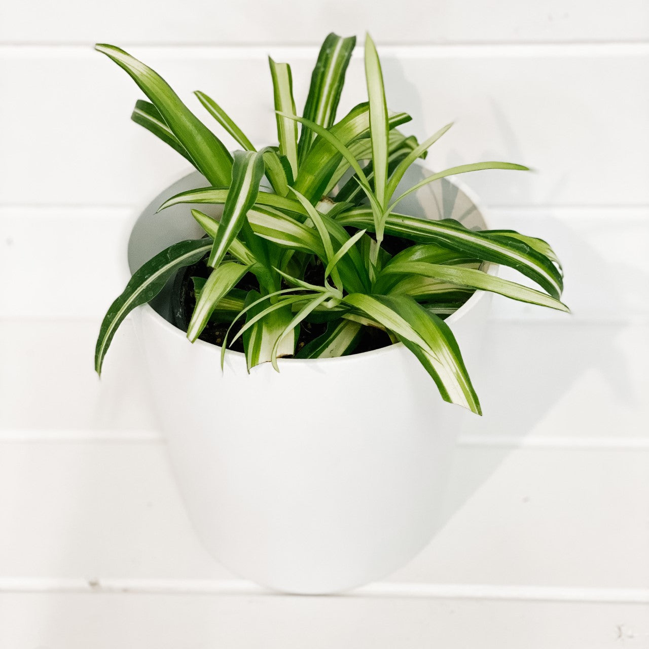 Spider Plant "Chlorophytum Comosum"