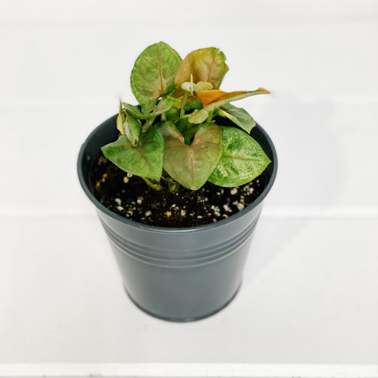 Syngonium (Nephthytis)