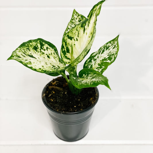 Dieffenbachia
