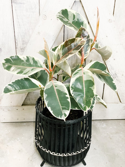 Rubber Plant Tineke