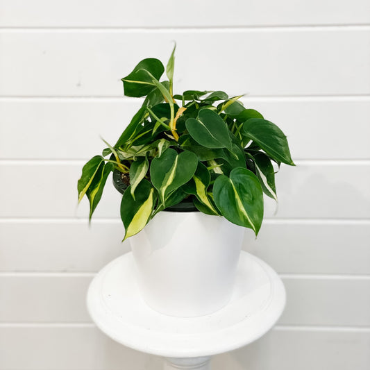 Philodendron Brazil