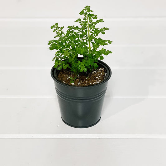 Artillery Fern/ Pilea Microphylla