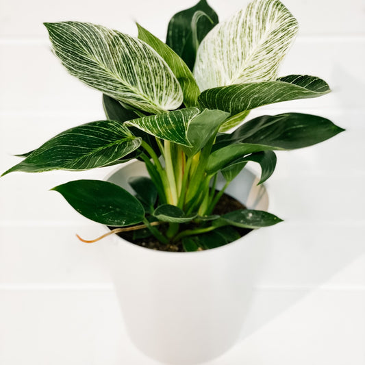 Philodendron Birkin