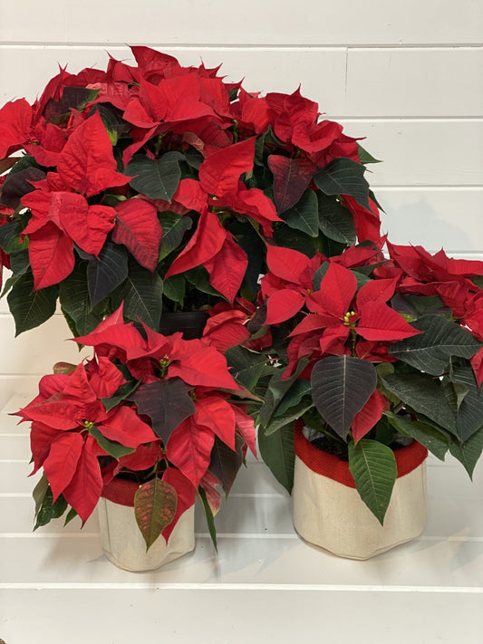 Christmas Poinsettias