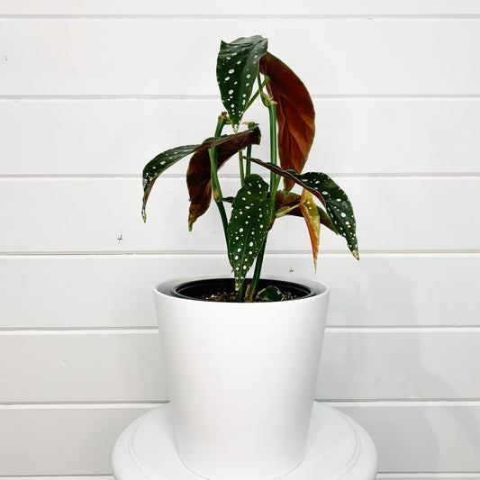 Begonia Maculata