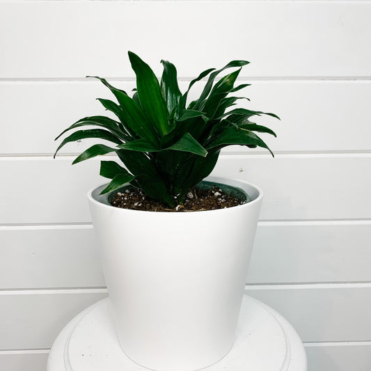 Dracaena "Janet Craig"