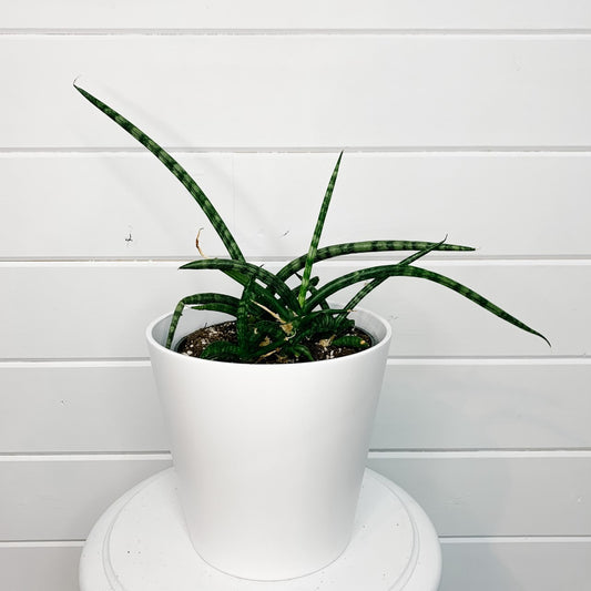 Sansevieria Cylindrica "Snake Plant"