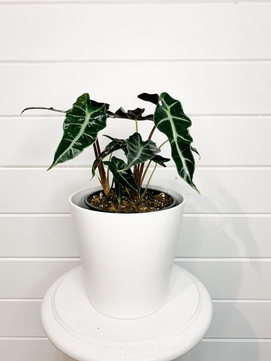 African Mask/ Alocasia Pink Princess/Polly